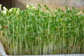 Image result for RAU MẦM CẢI XANH