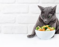 Vegetables for cats