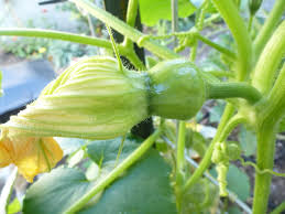 watermelon plants ile ilgili görsel sonucu