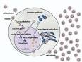 Gamma-Herpesviren - Lexikon der Biologie