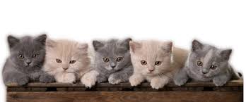 Résultat de recherche d'images pour "images blingee chats"