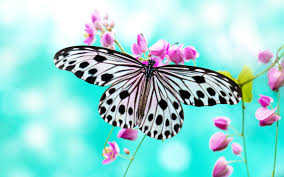 Resultado de imagen de butterfly