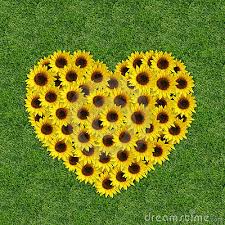 Risultati immagini per girasoli
