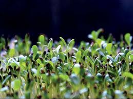 Image result for RAU MẦM CẢI XANH