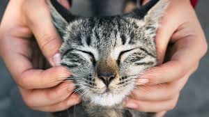Gatos resgatados em residência de Concórdia são postos para adoção