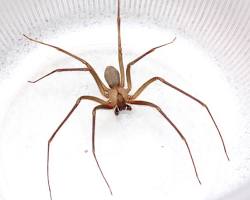 Brown recluse spider