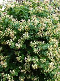 images?q=tbn:ANd9GcSaeh50z5nxgkhbBmp95EuNPMhatDt8jg11UQZTvnzHqCnmOYSu