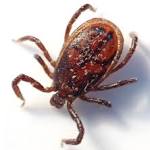  Tick paralysis: it's real and can be deadly