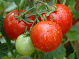 tomatoes ile ilgili görsel sonucu