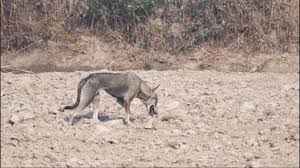 Rare Indian grey wolf possibly spotted in Delhi after 80 years