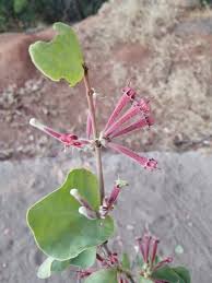 Image result for Tapinanthus erianthus