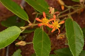 Image result for Grewia micrantha