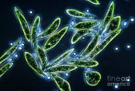 Image result for Biological Effects of Surfactants