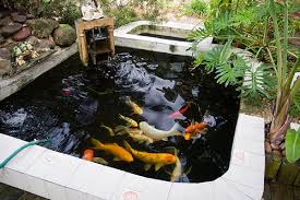 Kết quả hình ảnh cho Tra dao images