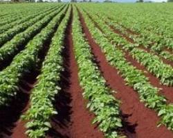 Image of Potato Cultivation in Nepal