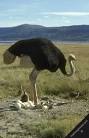 pictures of 2 parrots talking like humans and ostriches