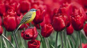 images