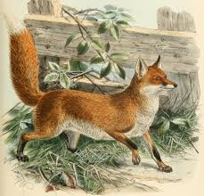 Image result for fox public domain