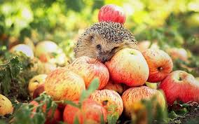 Rsultat de recherche dimages pour pomme humour
