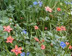 Image result for scarlet pimpernel flower