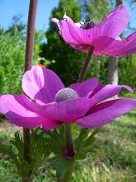 Resultado de imagen para flores amapolas de colores