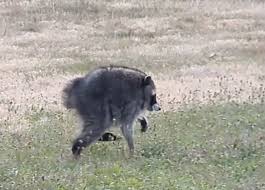 From Paralyzed to Prodigy: The Untold Medical Mystery of Jimothy the ‘Mutant’ Raccoon