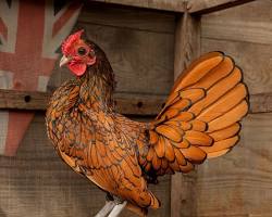 Gambar Sebright chicken breed