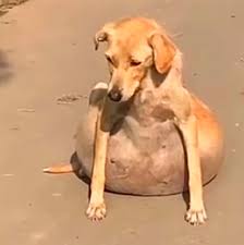 Dog Lovers