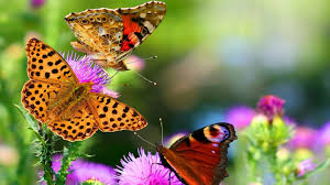 Image result for animated butterflies wallpaper
