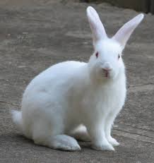 Image result for RABBIT