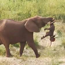 Mother Elephant Panicked When Seeing Her Baby Lying ...