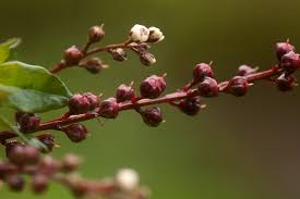 Image result for Lysimachia africana
