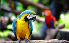 Image result for macaw parrot hd
