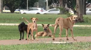 Secretaria Executiva voltada à proteção e bem-estar animal é criada pelo governo da PB