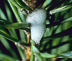 Image result for spittle bug