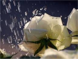 Resultado de imagen de jardin lleno de rosas blancas