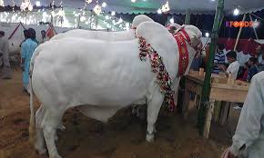 Image result for bakra eid 2015 pakistan