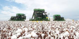 Ainda de maneira incipiente, Mato Grosso e Mato Grosso do Sul começam a colher o algodão