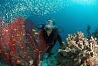 Scuba diving key west