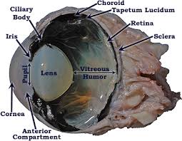 Image result for eyeball enucleation cattle