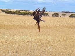 eagle deer ile ilgili görsel sonucu