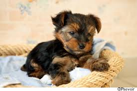 R&eacute;sultat de recherche d'images pour "chiot"