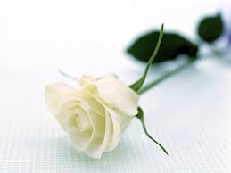 Resultado de imagen de rosas blancas pasionales
