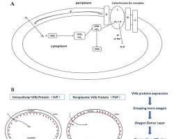 Image of pSEVA341 plasmid map