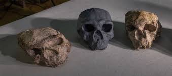 Million-Year-Old Skull SHOCKS Scientists! Rewrites Human Evolution?!