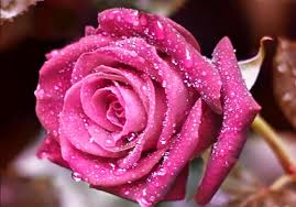 Image result for pink rose images hd