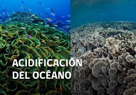 Resultado de imagen de acidificacion de los oceanos