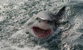Un grand requin blanc de 4 mètres au comportement agressif provoque l’évacuation d’une plage remplie de surfeurs — Le Figaro