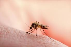 Mosquitoes Infected with Disease Detected in Washtenaw County: Vigilance by Officials - 1
