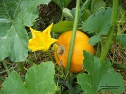 pumpkin plants ile ilgili görsel sonucu